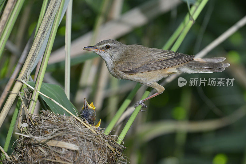 大苇莺正在喂雏鸟(Acrocephalus arundinaceus)